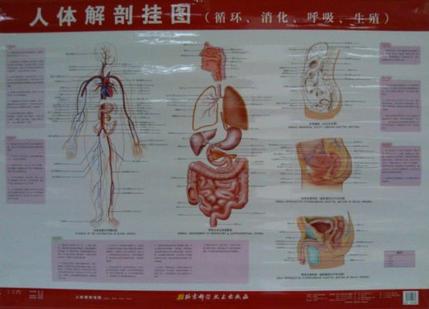 人体解剖挂图