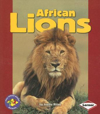 african lions