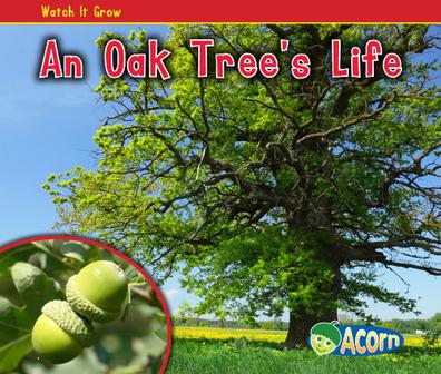 an oak tree"s life