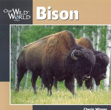 bison