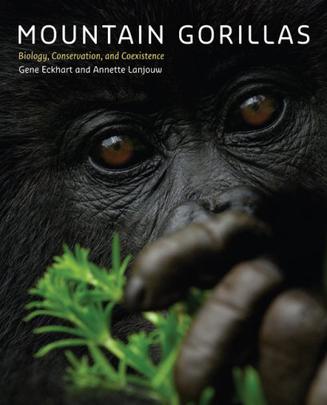 mountain gorillas