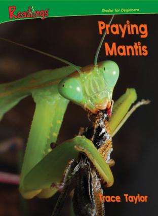 praying mantis