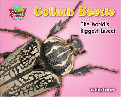 goliath beetle