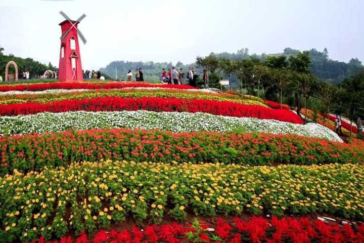 《走进凤凰花海,赏花漫大地》