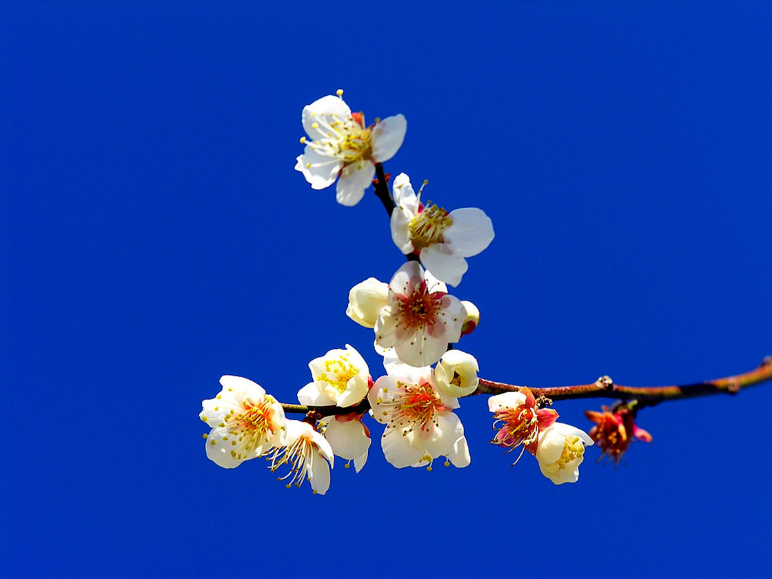 1月2号去从化流溪河看梅花,走广东最美丽乡村