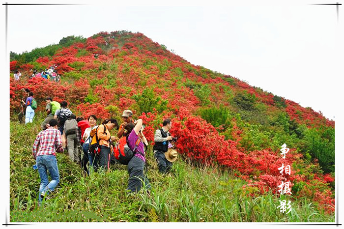 【通天蜡烛】3月30号三期杜鹃花开时,登通天蜡烛山赏花一天游