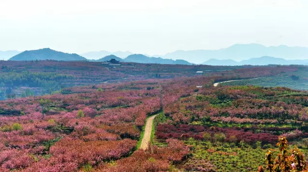 余姚四明山樱花基地图片