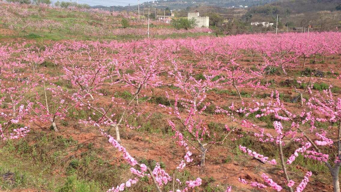 青白江天府庄园,在马背上赏桃花海