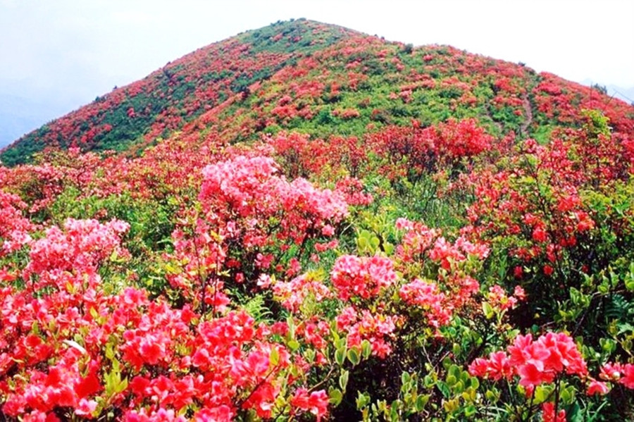 30,登杭州最美山峰之鸬鸟山,看满山映山红!