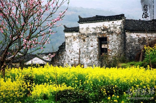 【与信同行】阳春三月 醉美婺源 水墨千年古镇 油菜花图片