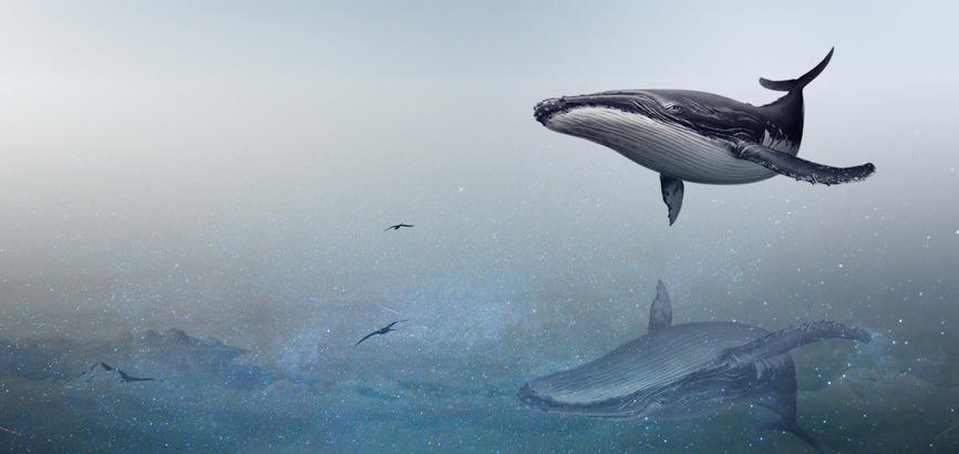 【8月5日自然大讲堂鲸鱼篇】走进鲸的世界,探索神秘的"深海巨兽.