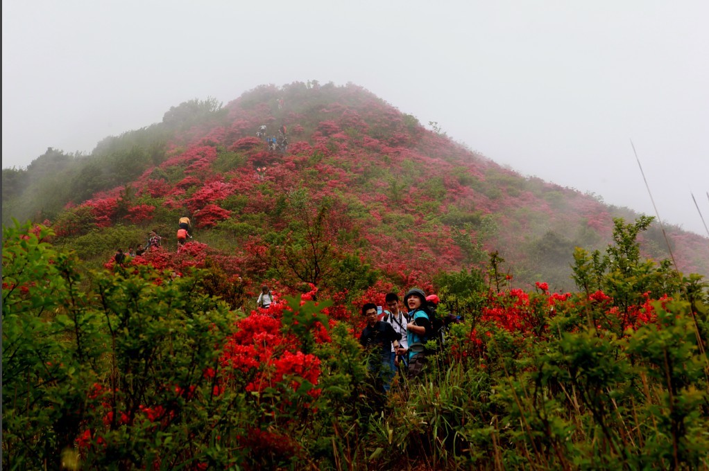 【已报名30人】4月21日爬通天蜡烛,看漫山杜鹃(一年一次)