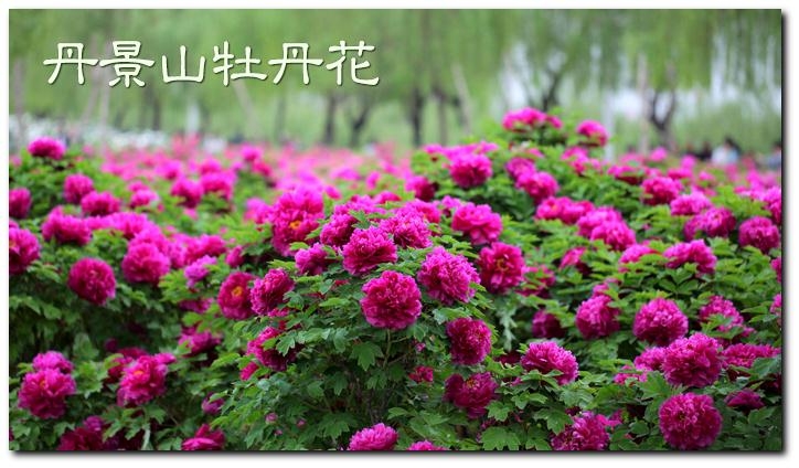 4月19日(周六)彭州丹景山牡丹花