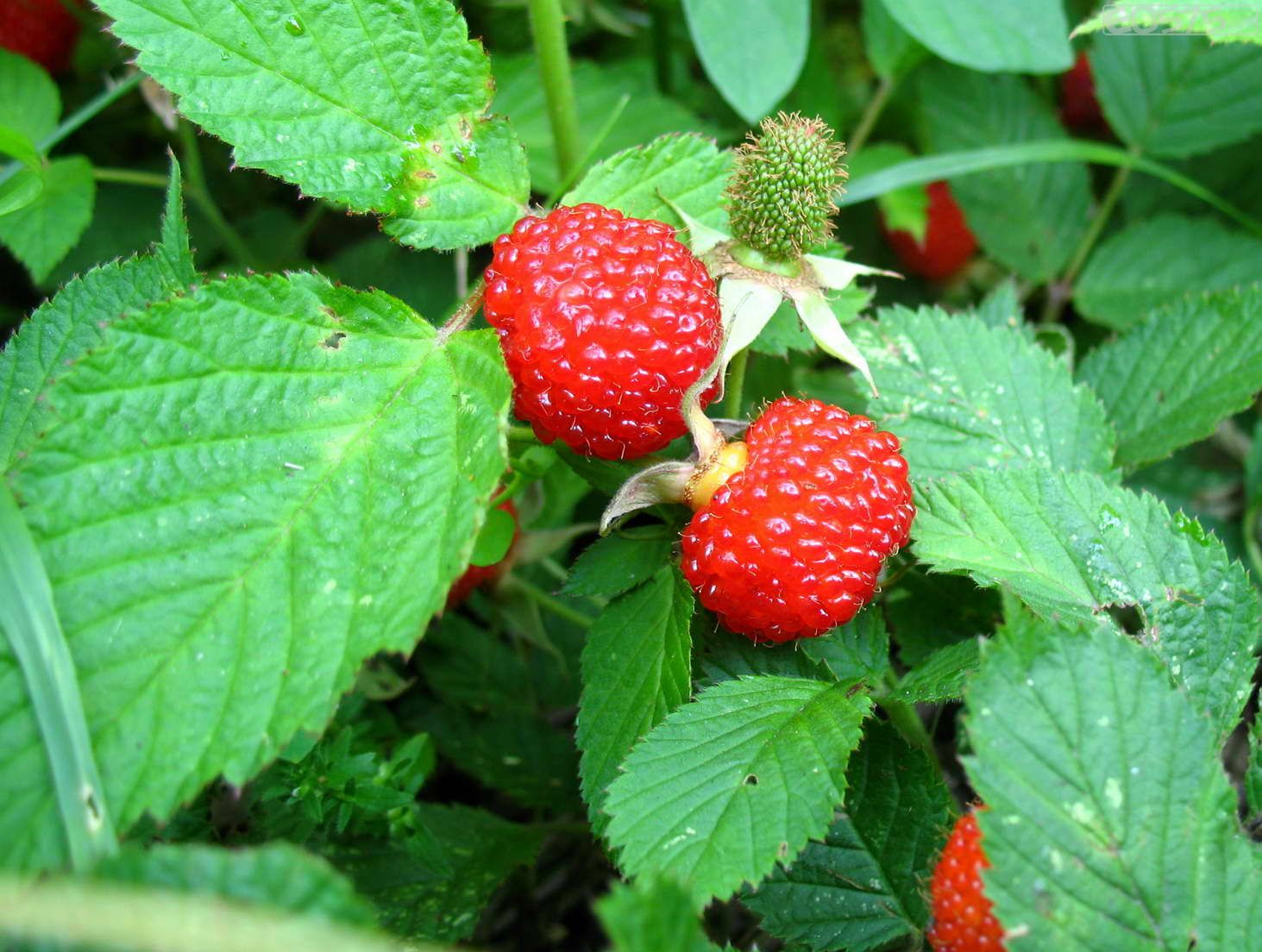 初夏采摘野草莓桑椹