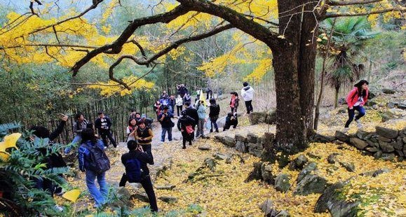 11月12日临安指南村,红叶摄影休闲徒步活动