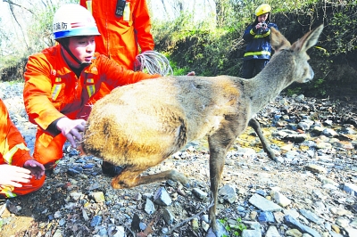 南京的野生小动物们夏天能喝到水吗—14日徒步紫金山北麓水库群