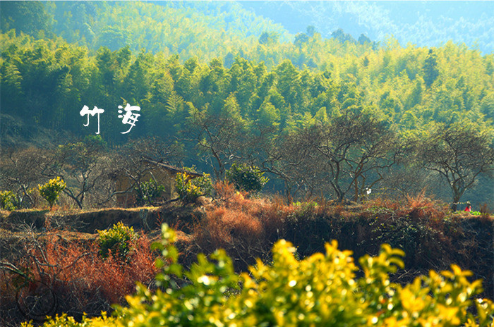 【小清新徒步】10月11日从化最美乡村星溪线徒步 醉美竹林一天活动