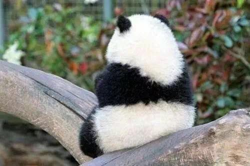 胖达熊猫求抱抱:做我铲屎官,卖萌给你看!