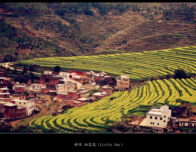 梅州大埔千亩梯田油菜花,河源桂山风景区,客家风