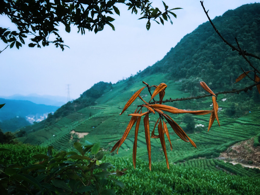 10.21行走山脊,徒步龙坞,探秘杭城仅存古道