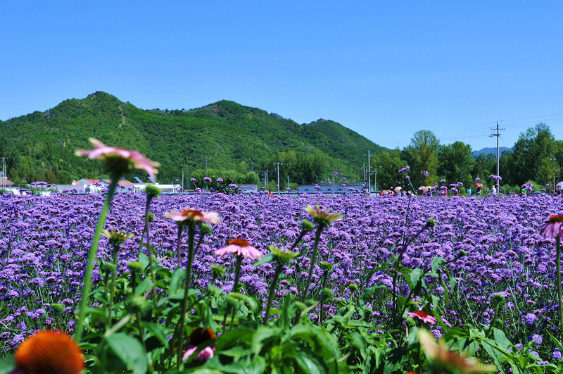 晃荡旅行 10.2日延庆四季花海,向日葵-熏衣草-珍珠泉
