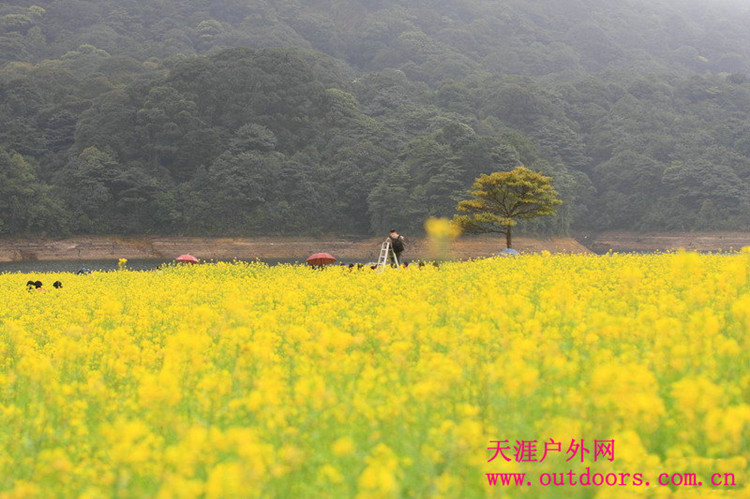 2月25日从化石门森林公园高山油菜花节—满山遍野的黄金花海