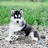 光明犬业