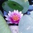 我爱芒果
