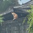 斯缪