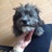 annie