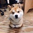 屋顶上的骑兵灬
