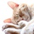 猫七七