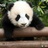 吃竹子的Panda
