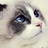 炼狱猫