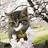 樱の花見