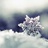 在风下追逐着雪