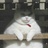抓猫