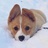 Corgi