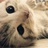 没便当的杨小猫