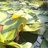 寻梦的夏虫