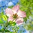芳茗芙蓉