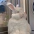 Chesy-