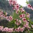 桃花—