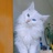 临清狮子猫舍