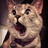 一只猫咪