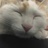 等腰三脚猫