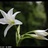 哭泣的百合花