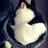 猫不爱吃鱼