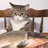 流浪猫鲍勃勃