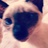 吕熊猫